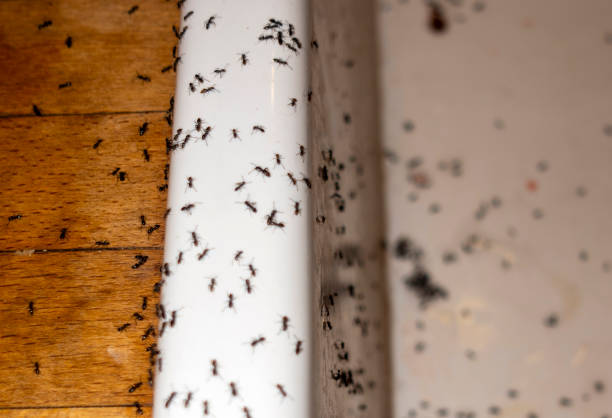 Best Best Pest Control Companies  in Pampa, TX